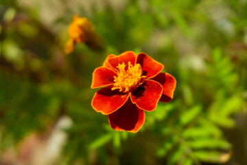 A burgundy flower with a yellow center and border in front of green grass. Tagetes erecta, marigold,