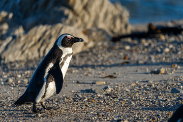 Fototapeta premium African penguin (Spheniscus demersus), or Cape penguin or South African penguin. Stony Point Nature Reserve. Betty's Bay. Western Cape. South Africa
