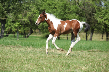 Obraz premium Nice youg paint horse running