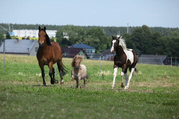 Fototapeta premium Three horses running together