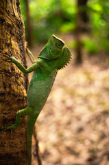 A green chameleon perched on a tree