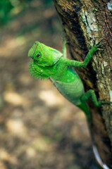 A green chameleon perched on a tree