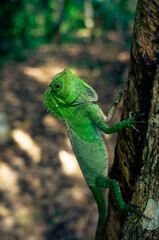 A green chameleon perched on a tree