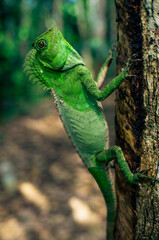 A green chameleon perched on a tree