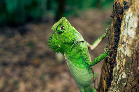 A green chameleon perched on a tree