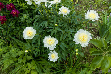 Obraz premium Blooming bush of bomb-shaped white and yellow peonies in the garden