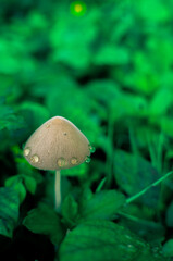 mushrooms and dew in the morning that grow among the grass