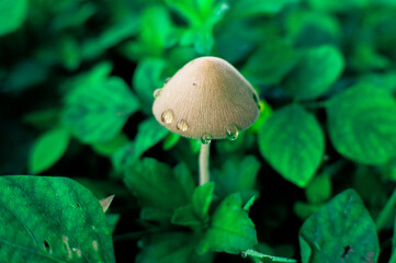 mushrooms and dew in the morning that grow among the grass