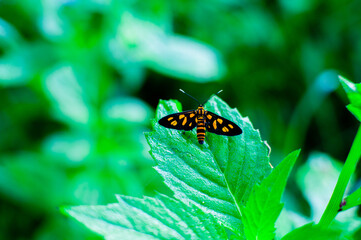 Fototapeta premium moths that land on leaves