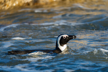 African penguin (Spheniscus demersus), or Cape penguin or South African penguin. Stony Point Nature Reserve. Betty's Bay.  Western Cape. South Africa