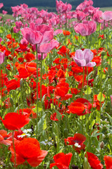 field of poppies, corn poppy and opium poppy, germerode in north hesse
