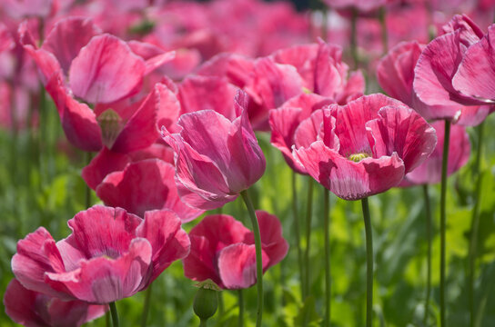 field of poppy, opium poppy, germerode in north hesse