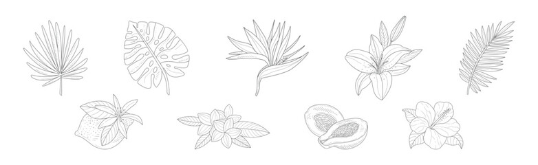 Tropical Exotic Flora and Foliage Sketch Vector Set © topvectors