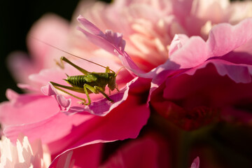 green grasshopper on pink peony flower close up
