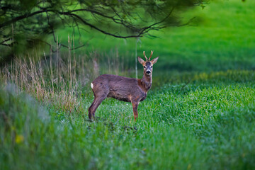 roe deer