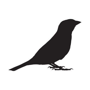recommend clip art: A bird vector silhouette designs 