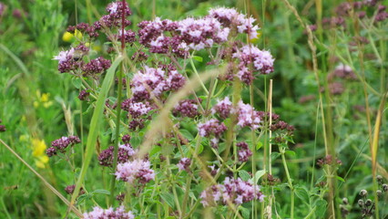 beautifull flowers in the grass