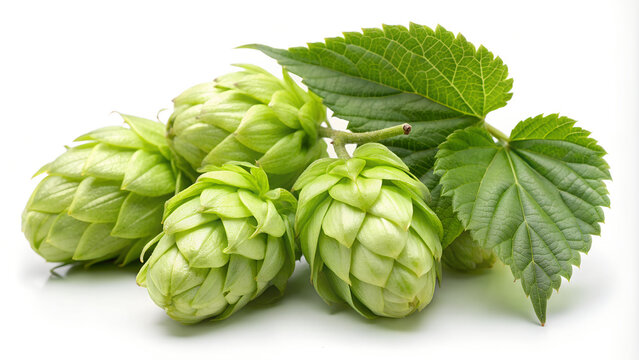 Green Hop Cones and Leaves Isolated on White Background