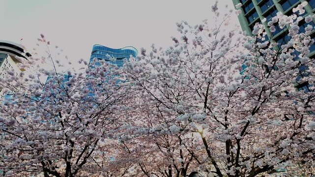 Beautiful cherry blossoms blooming in the city with skyscrapers in the backgroun