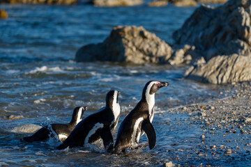 African penguin (Spheniscus demersus), or Cape penguin or South African penguin. Stony Point Nature Reserve. Betty's Bay.  Western Cape. South Africa