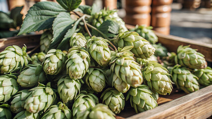 Obraz premium Fresh Green Hop Cones Close Up In Wooden Crate