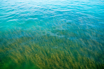 Germany, Green seagrass plants growing up from ground of bodensee lake water to surface