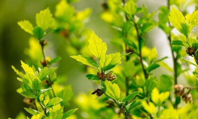Green leaves on a tree in nature