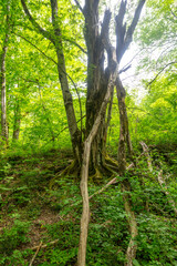 Green trees in the forest in summer