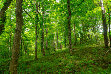 Green trees in the forest in summer