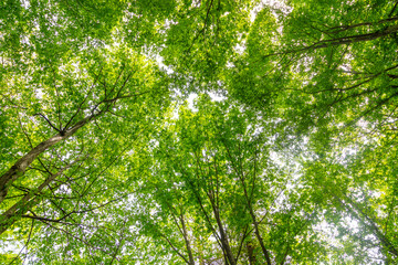 Green trees in the forest in summer