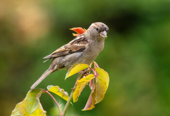 Portrait of a sparrow on green plants