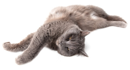 Gray cat lies on a white background