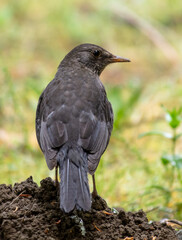 Portrait of a starling in the park