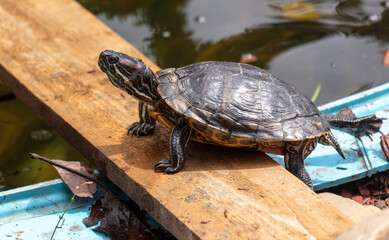 Portrait of a turtle in a pond