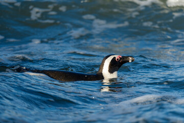 African penguin (Spheniscus demersus), or Cape penguin or South African penguin. Stony Point Nature Reserve. Betty's Bay.  Western Cape. South Africa
