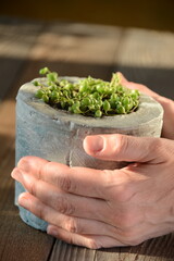 woman's hands hold a pot with a creeper plant