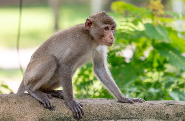 Monkey outdoors in a tropical park