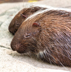 A porcupine sleeps in the zoo