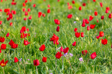 Field with red tulips in the steppe in spring as a background