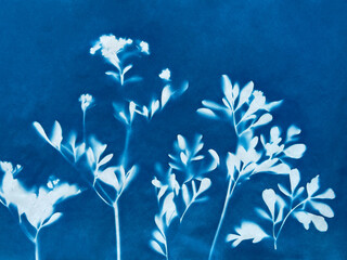 Rue flowers and leaves in blue print background. Cyanotype illustration