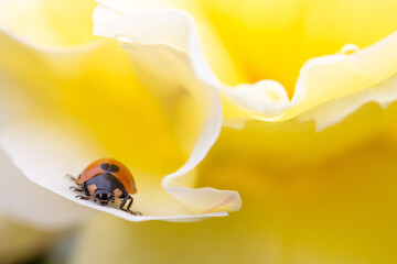 黄色の薔薇の上のてんとう虫