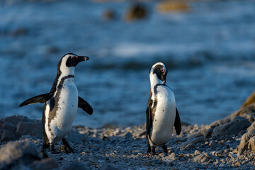 African penguin (Spheniscus demersus), or Cape penguin or South African penguin. Stony Point Nature Reserve. Betty's Bay.  Western Cape. South Africa