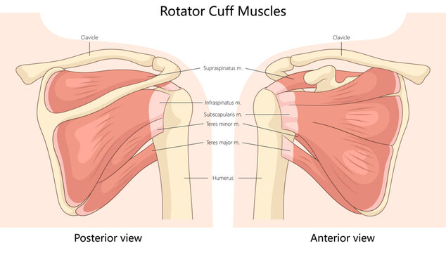 rotator cuff muscles from posterior and anterior views, highlighting muscle and shoulder structure structure diagram hand drawn schematic vector illustration. Medical science educational illustration