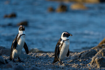 Fototapeta premium African penguin (Spheniscus demersus), or Cape penguin or South African penguin. Stony Point Nature Reserve. Betty's Bay. Western Cape. South Africa