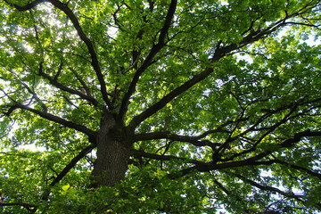 a tree with green leaves on a background of a blue sky