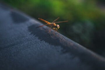 A yellow dragon fly perched on a railing in the morning light