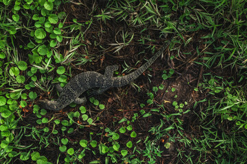 A Komodo dragon in the grass