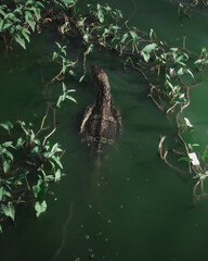 A monitor lizard swimming in a green lake