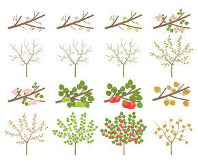 Apple tree development stages of plants. Budding and flowering. Ripening growth period on a branch. Vector illustration.