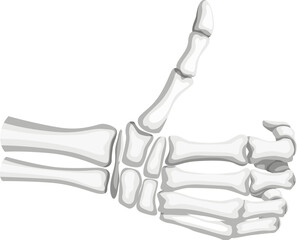 Skeleton hand extends with a bony thumb raised in a friendly thumbs-up gesture. Isolated vector spooky Halloween skeletal arm showing symbol of approval or positivity gesticulation